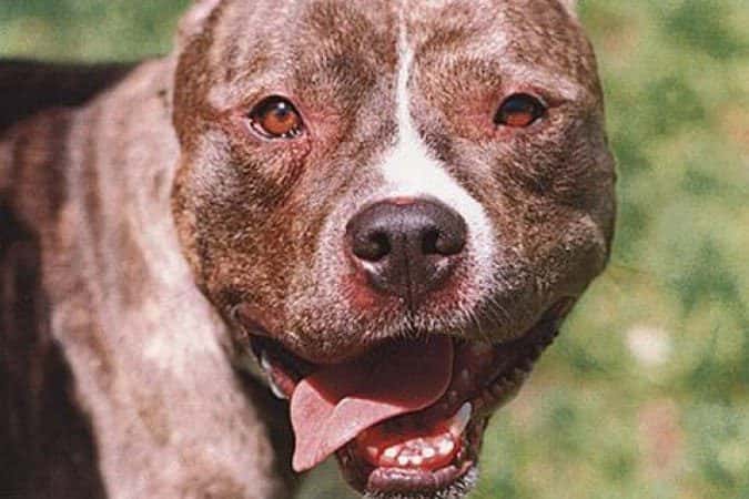 Whey protein para pets? Especialista pondera sobre uso para animais