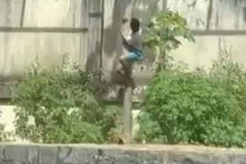 Homem morre após invadir recinto de leoa em João Pessoa