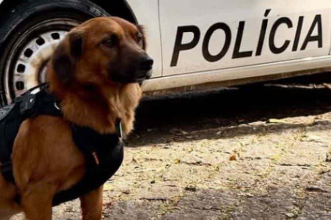 Caramelo foge da chuva, entra em batalhão e recebe medalha
