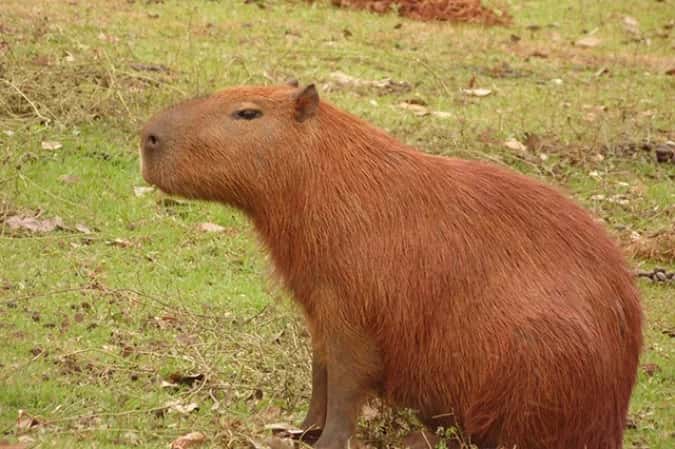 Polícia prende 6 homens e 2 adolescentes por ataque a capivara