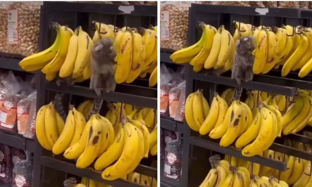 Saguis invadem supermercado para comer bananas