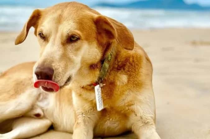 México reconhece ‘cachorro caramelo’ como raça do país; brasileiros reagem