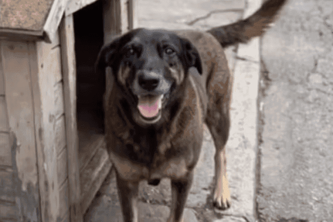 Cão Orelha não morreu por agressão de adolescentes, aponta perícia