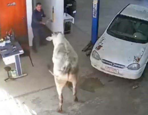 Boi invade oficina mecânica e avança sobre funcionários no Sul de MG; veja