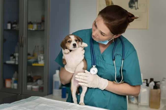 Exercício ilegal da medicina veterinária passa a ser crime