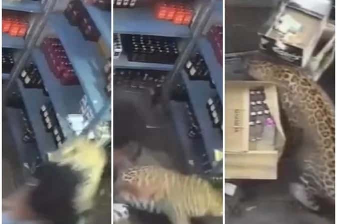 Leopardo entra em distribuidora e ataca vendedor