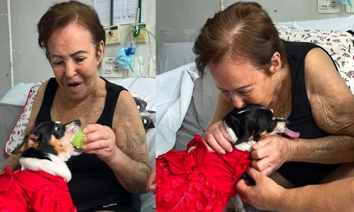 Vídeo: reencontro de idosa com seu cão transforma recuperação no hospital