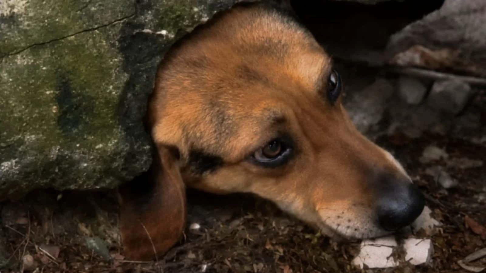 Doce tentação: cachorro é resgatado de muro ao tentar pegar um pudim